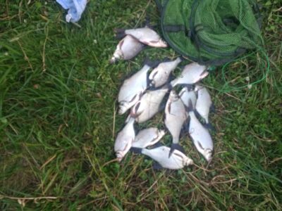Carp bream ×14
