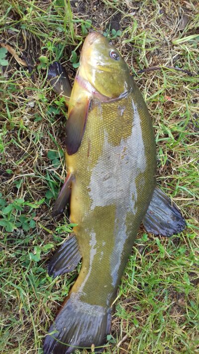 Tench, 1.4 kg