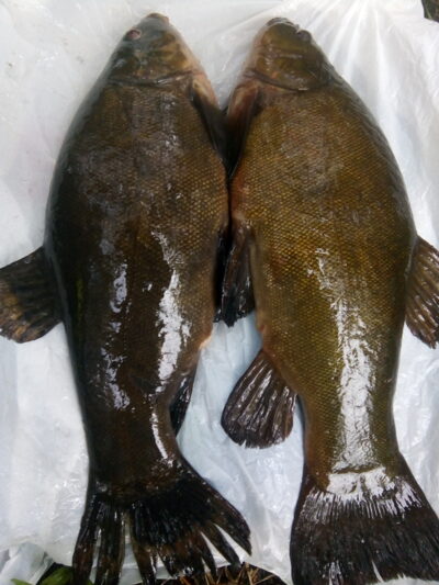 Tench ×2 — Maldenių