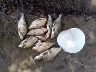 Carp bream ×8 — RUSNĖ