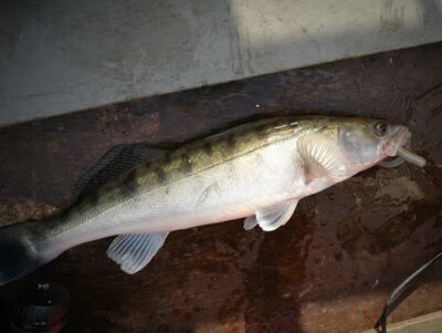 Pike perch