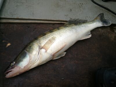 Pike perch, 1.3 kg