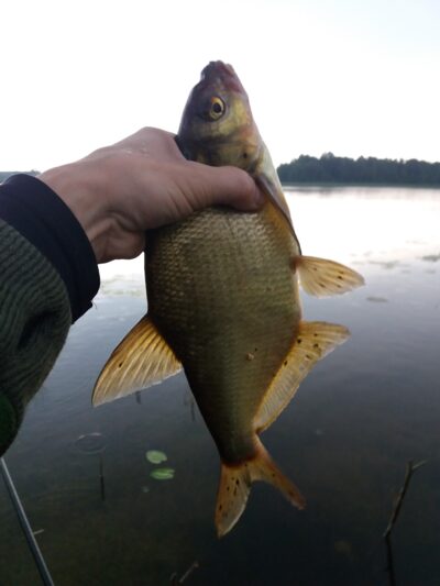 Carp bream