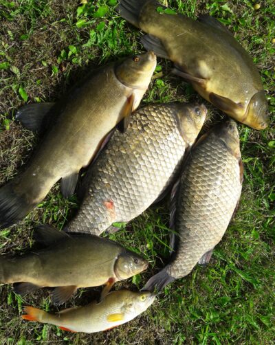 Tench