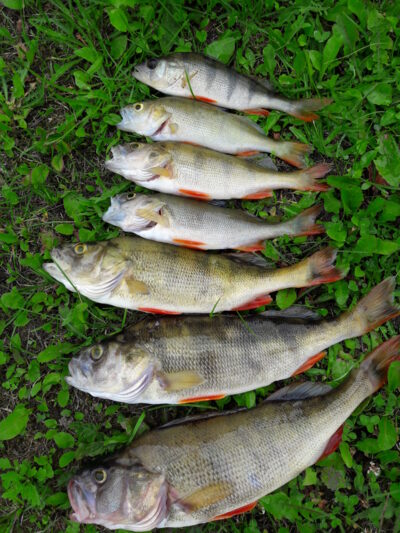 Eurasian perch, 0.7 kg — Karklėnų