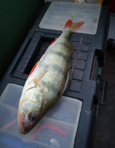 Eurasian perch, 0.4 kg