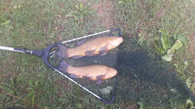 Tench
