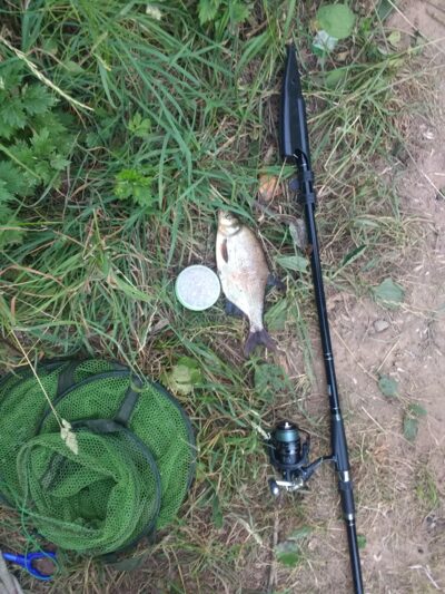 Carp bream