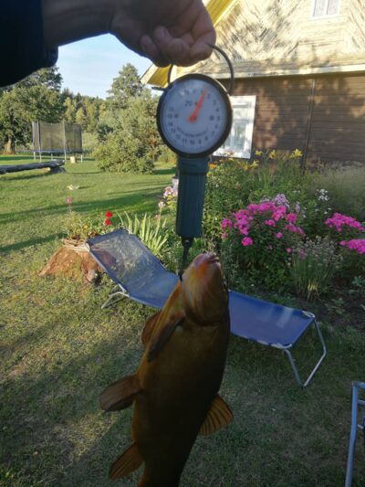Tench, 1.5 kg — Aldikis