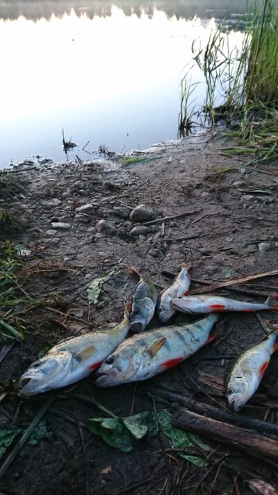 Eurasian perch