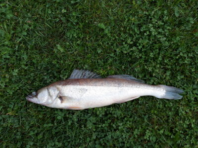 Pike perch, 1.0 kg