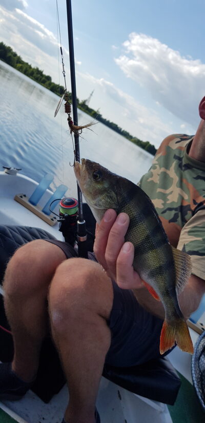 Eurasian perch