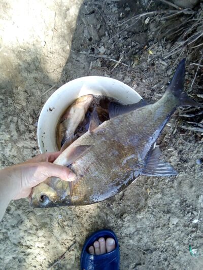 Carp bream ×7
