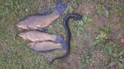 Tench, 0.1 kg