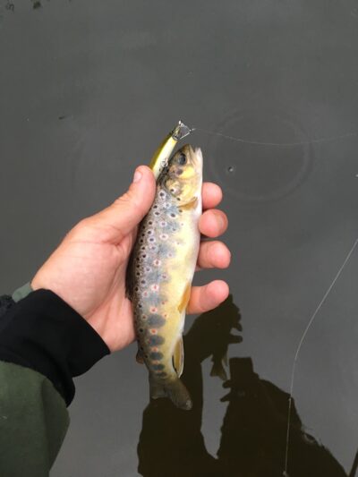 Brown Trout
