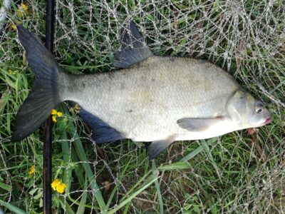 Carp bream