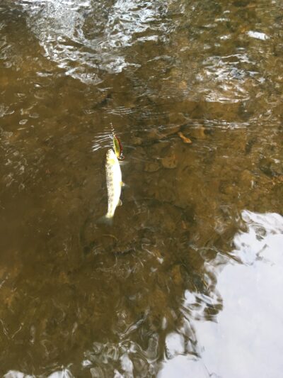 Brown Trout