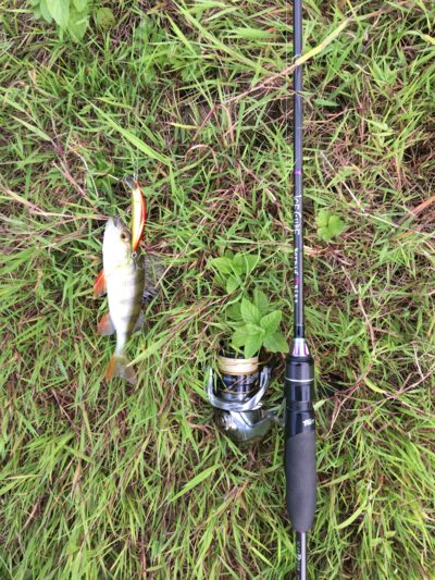 Eurasian perch