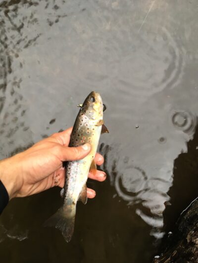 Brown Trout