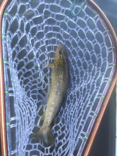 Brown Trout