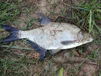 Carp bream