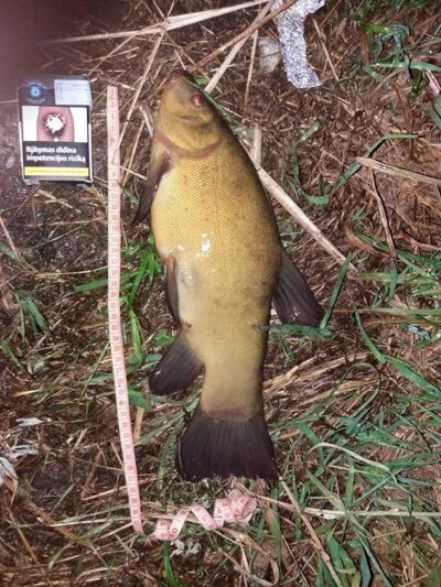 Tench ×5