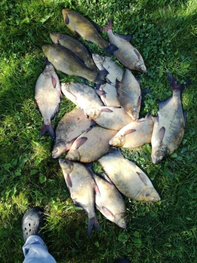 Carp bream ×14