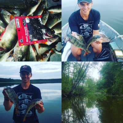 Eurasian perch