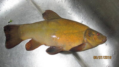 Tench, 0.5 kg