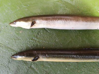 European eel ×2