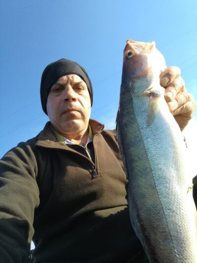 Pike perch, 1.4 kg