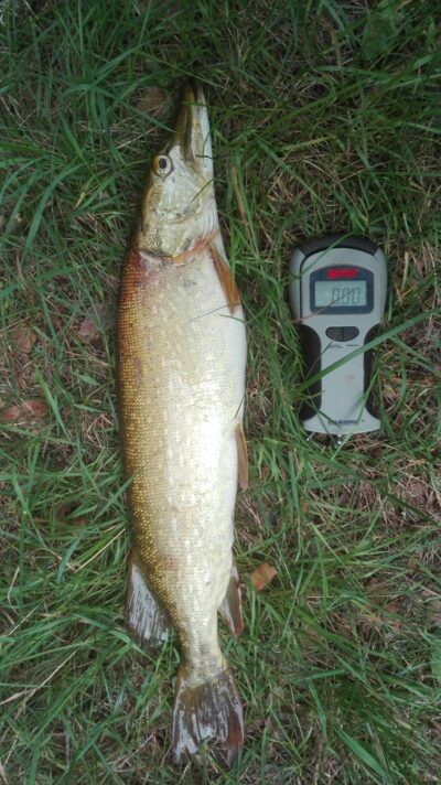 Northern Pike, 1.7 kg — Ūsiai