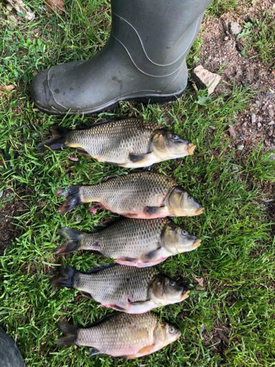 Prussian carp ×5
