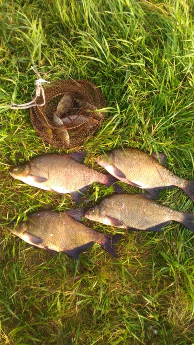 Carp bream ×4 — Mūša