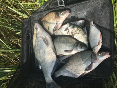 Carp bream