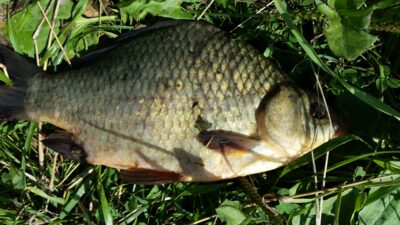 Prussian carp, 0.9 kg