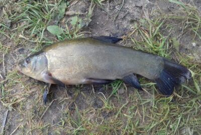 Tench