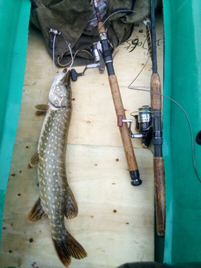 Northern Pike, 1.5 kg — Lentvario