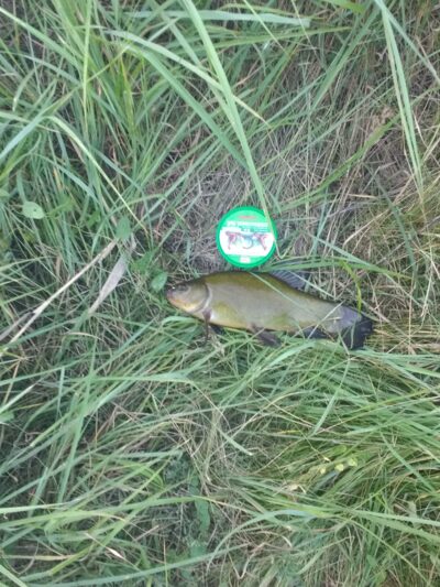 Tench