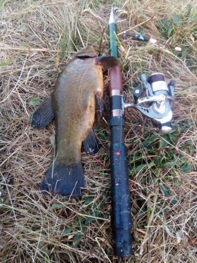 Tench, 1.2 kg