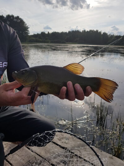 Tench