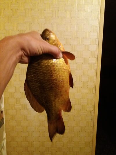 Crucian carp, 0.7 kg