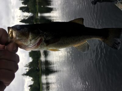 Largemouth Bass, 0.4 kg