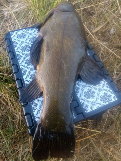 Tench, 1.4 kg