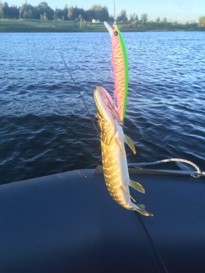 Northern Pike