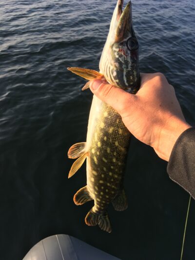 Northern Pike