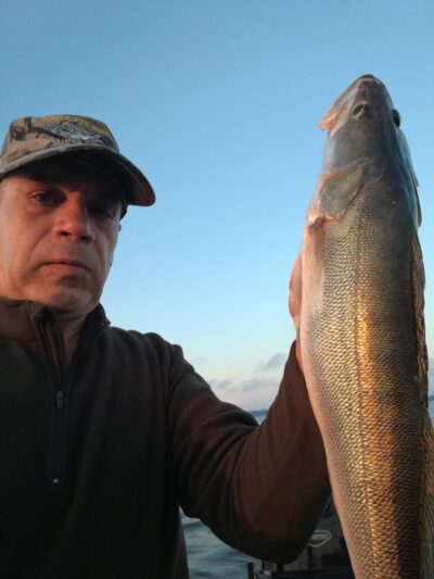 Pike perch, 1.6 kg