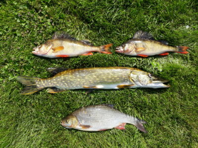 Northern Pike, 1.6 kg — Šventoji