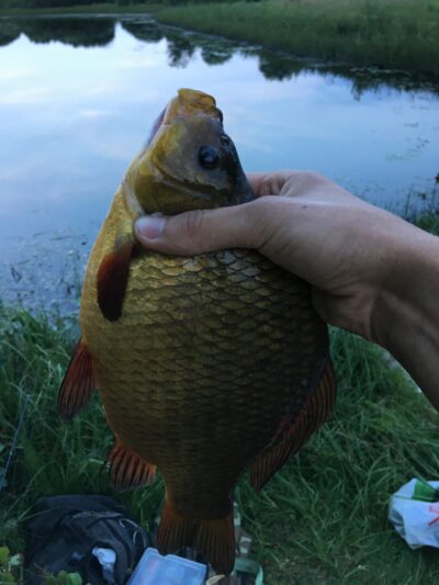 Crucian carp, 0.6 kg — Leliūnų