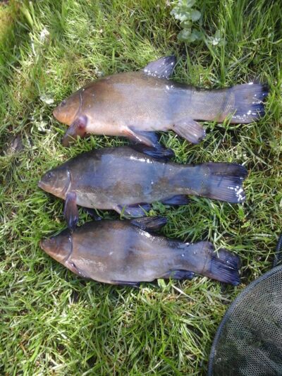 Tench ×3